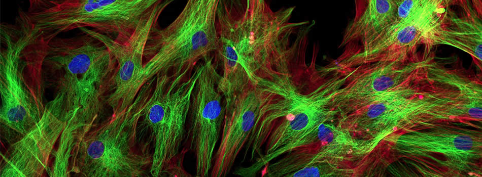 MRC Funding Doctoral Training Partnership