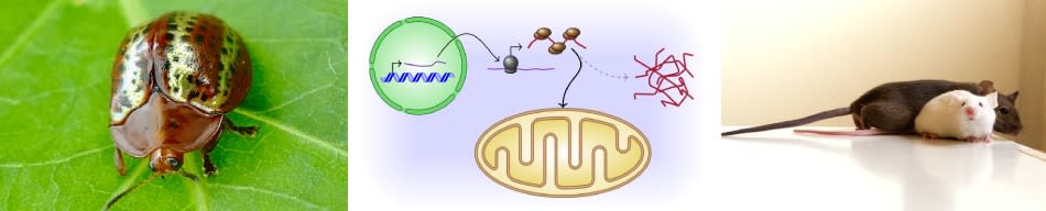 International Max Planck Research School IMPRS “From Molecules to Organisms" Picture 1 – beetle, Picture 2 – mito scheme, Picture 3 – mice
