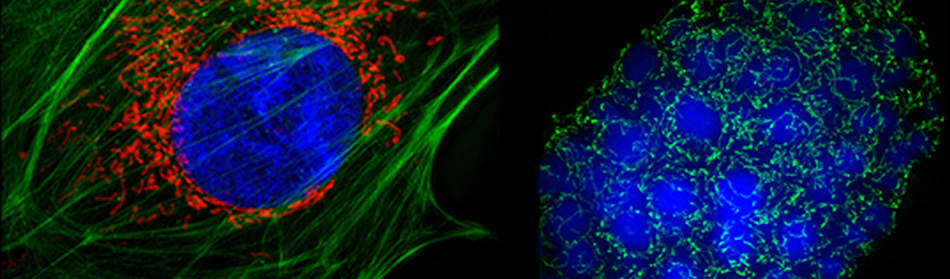 Wellcome Trust Integrated Molecular, Cellular and Translational Biology PhD Training Programme Wellcome Trust Integrated Molecular, Cellular and Translational Biology PhD Training Programme
