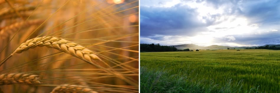 BBSRC supported BARIToNE Collaborative Training Partnership (CTP) PhD programme BBSRC supported BARIToNE Collaborative Training Partnership (CTP) PhD programme