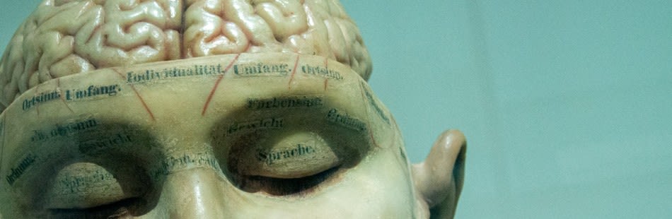 Model human brain
