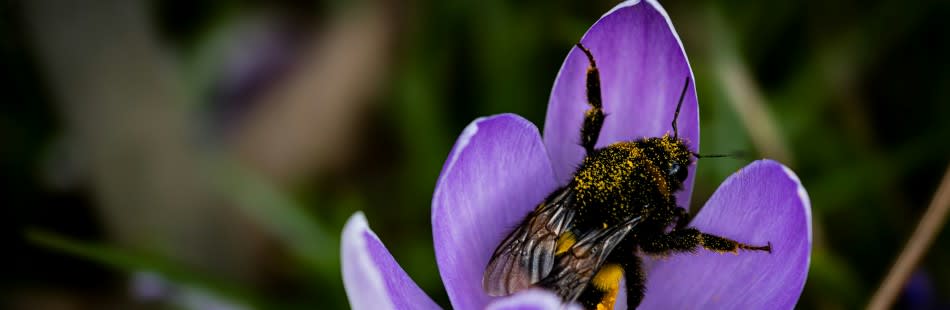 Bee in a flower