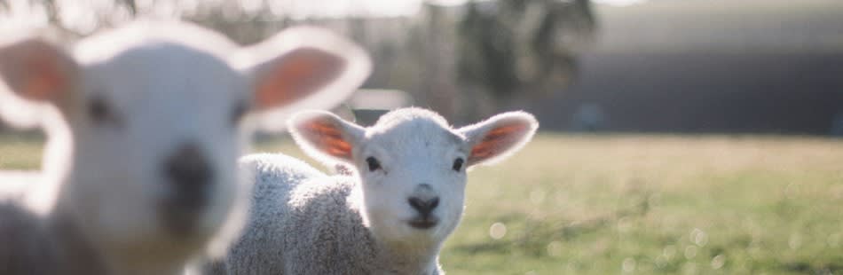 lambs