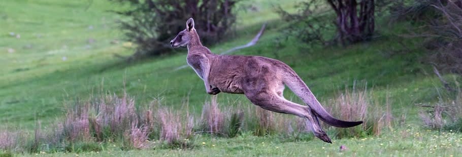 Kangaroo bouncing