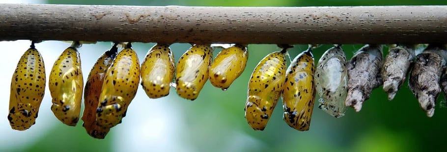 cocoons waiting to hatch