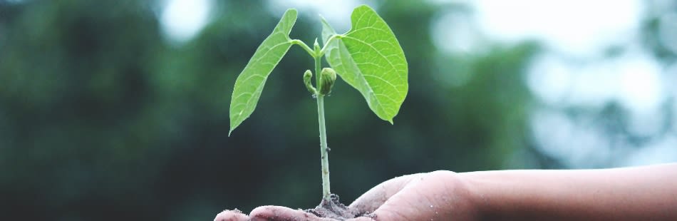 Plant growing out of hand